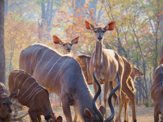 5 Nights | 6 Days: Walk on the Wild Side