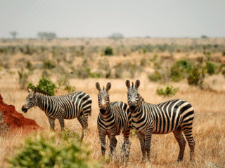 7 Nights | 8 Days: Tanzania Classic Safari
