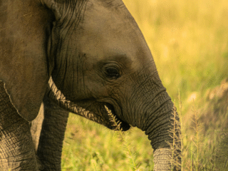 7 Nights | 8 Days: Highlights of Kenya Safari