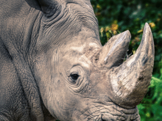 4 Nights | 5 Days: Kenya at a glance Safari