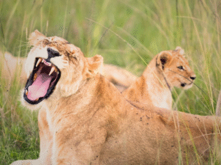 6 Nights | 7 Days: Tanzania Highlights Safari