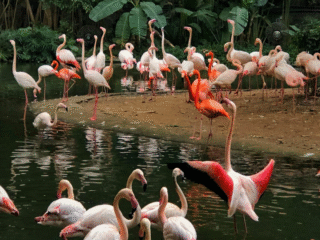 5 Nights | 6 Days: Rift Valley Safari Package
