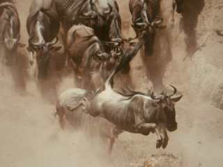 8 Nights | 9 Days: Splendors of Kenya Safari